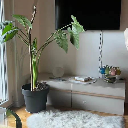 Dreamerlux * ロズニツァ