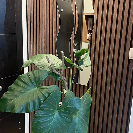 Dreamerlux * ロズニツァ